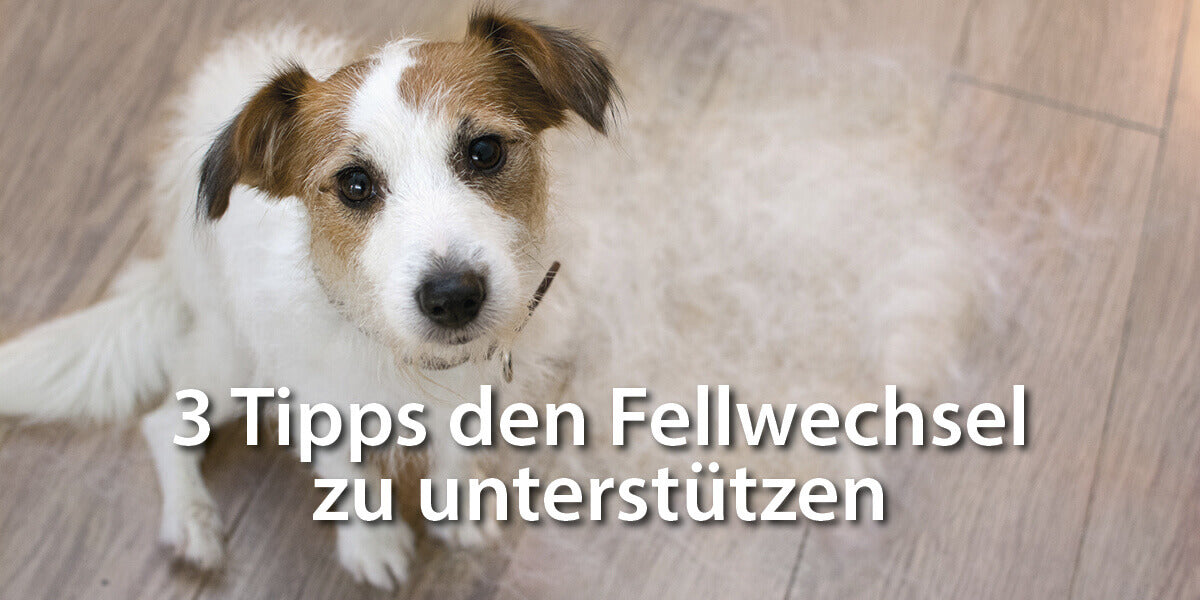 Ausgebürstetes Fell liegt neben Hund - 3 Tipps den Fellwechsel zu unterstützen