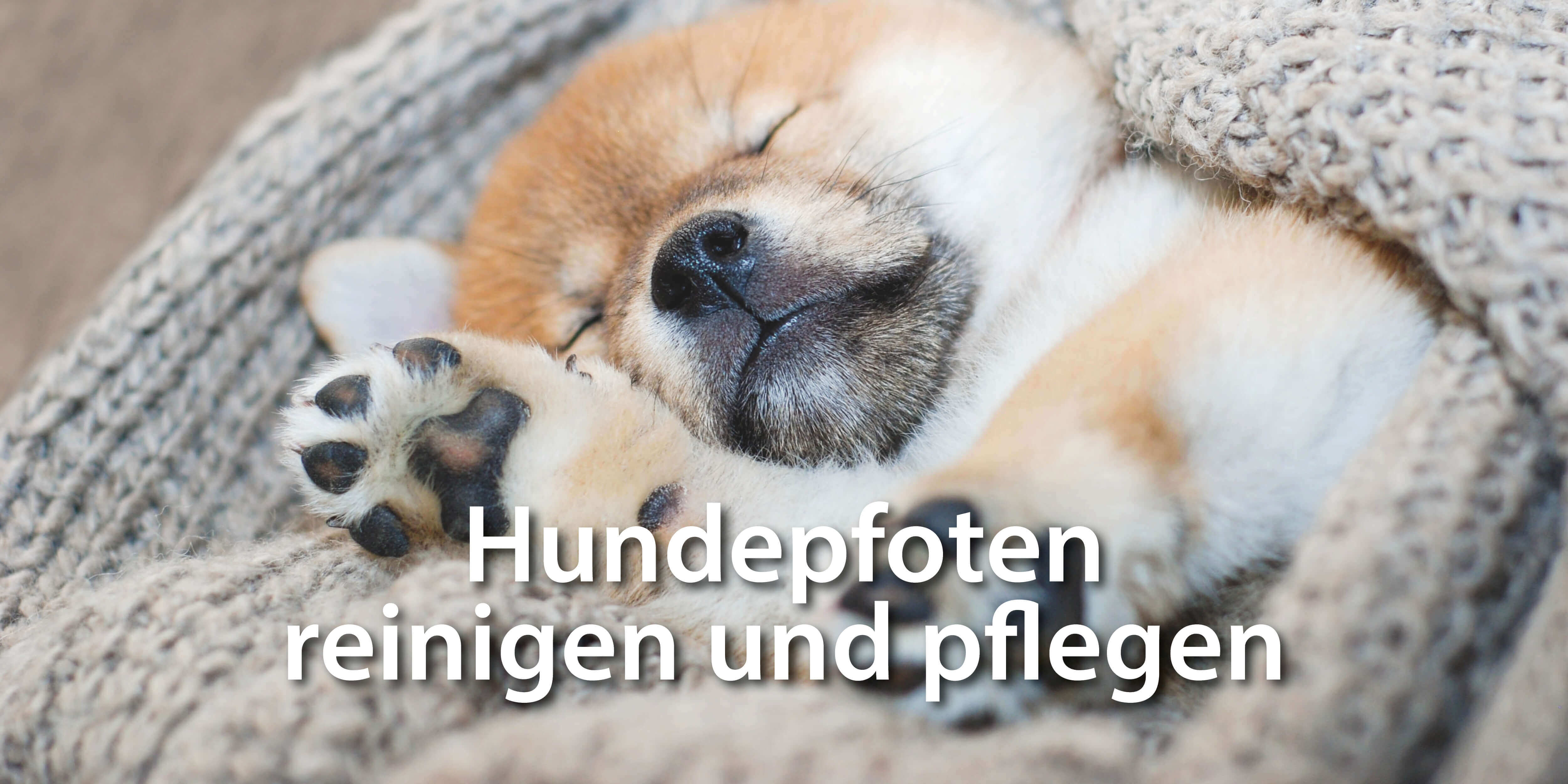 Welpe liegt schlafend in Decke - Hundepfoten reinigen und pflegen