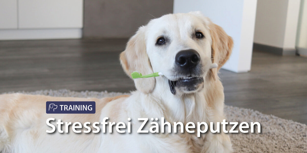 Hund mit Zahnbürste im Maul - Stressfrei Zähneputzen