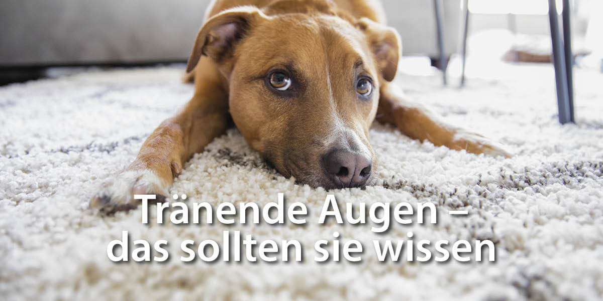 Hund liegt auf Teppich - Tränende Augen-das sollten Sie wissen