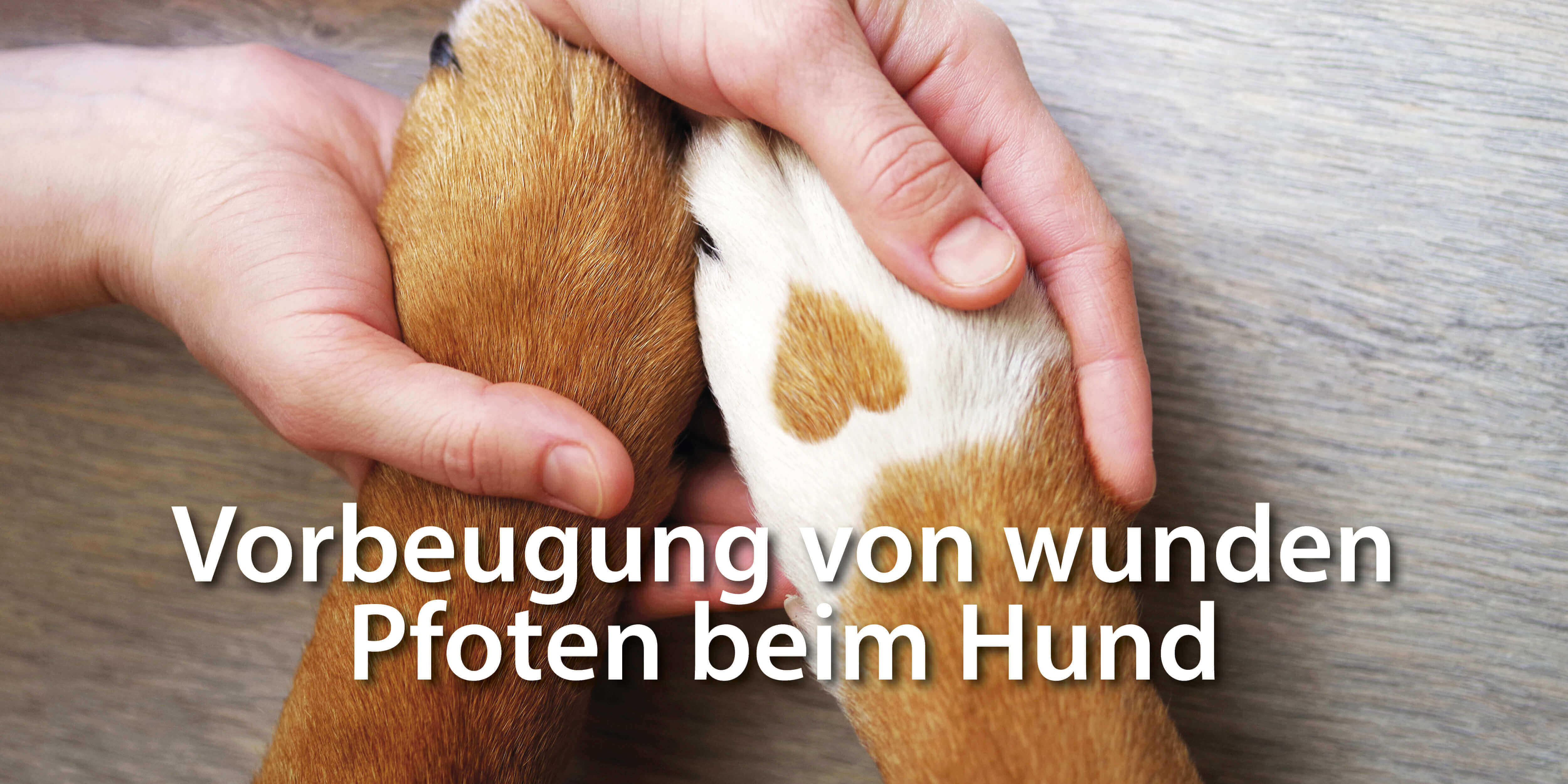 Prevention of sore paws in dogs