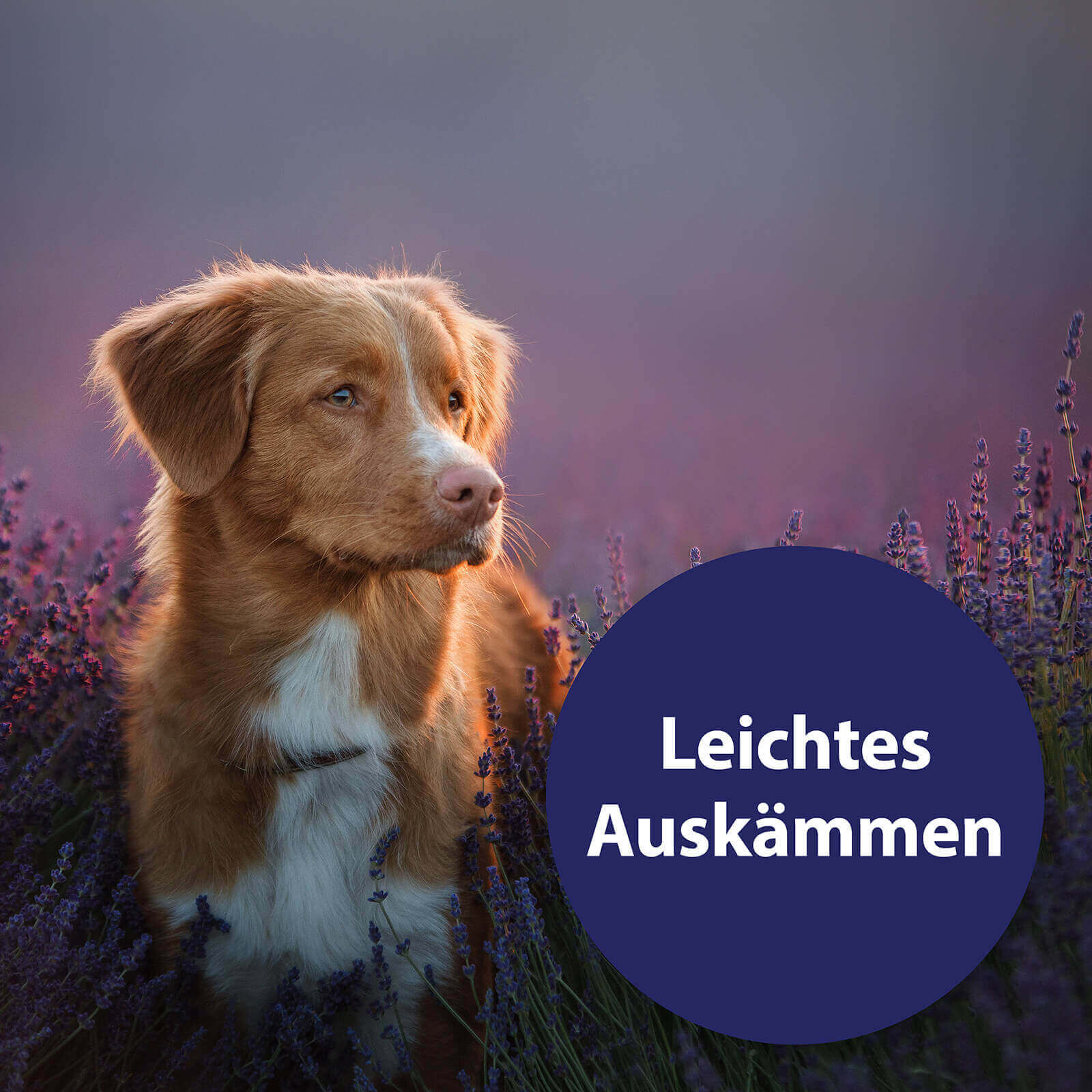 Hund steht im Lavendel Feld - Leichtes Auskämmen