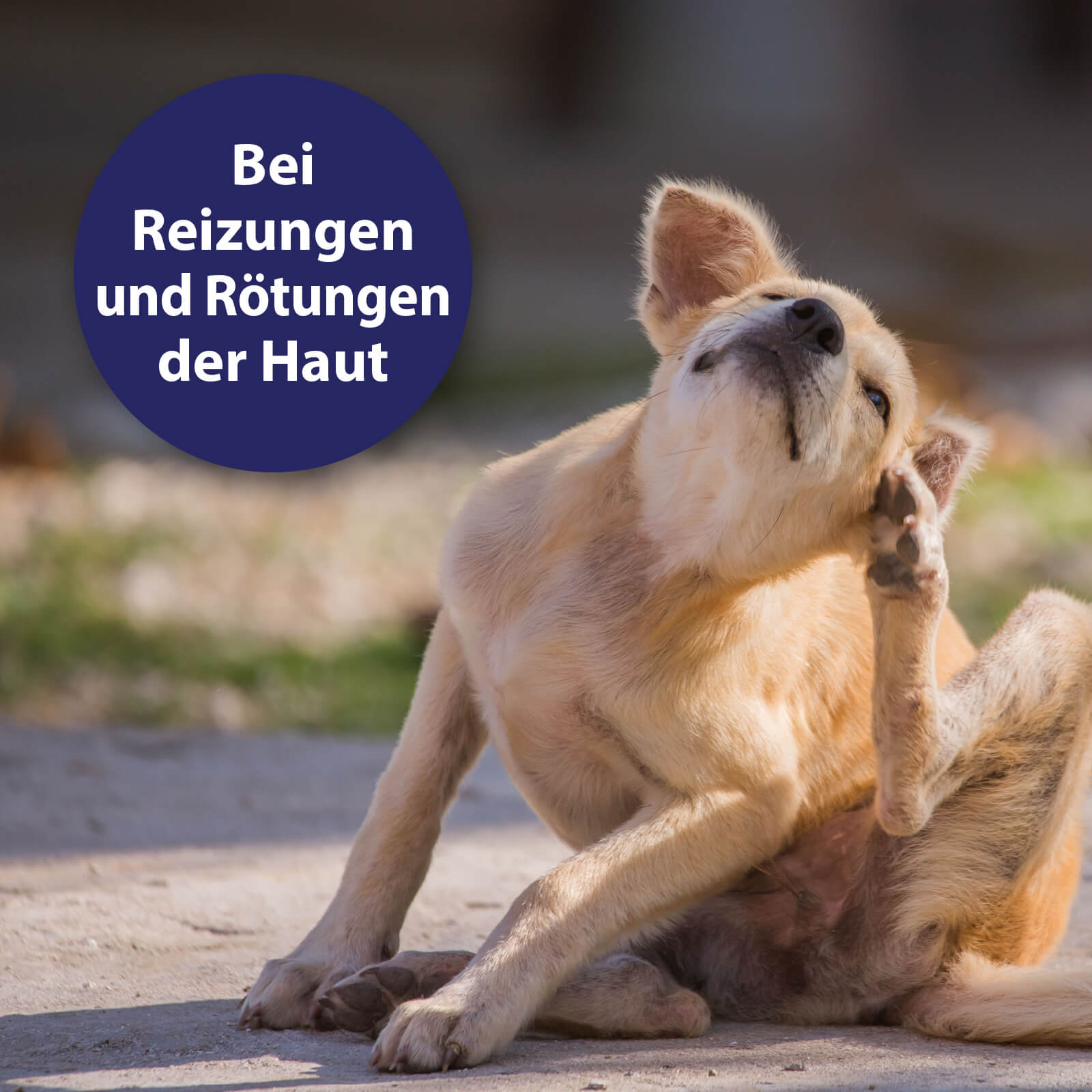 Hund kratzt sich am Ohr - Bei Reizungen und Rötungen