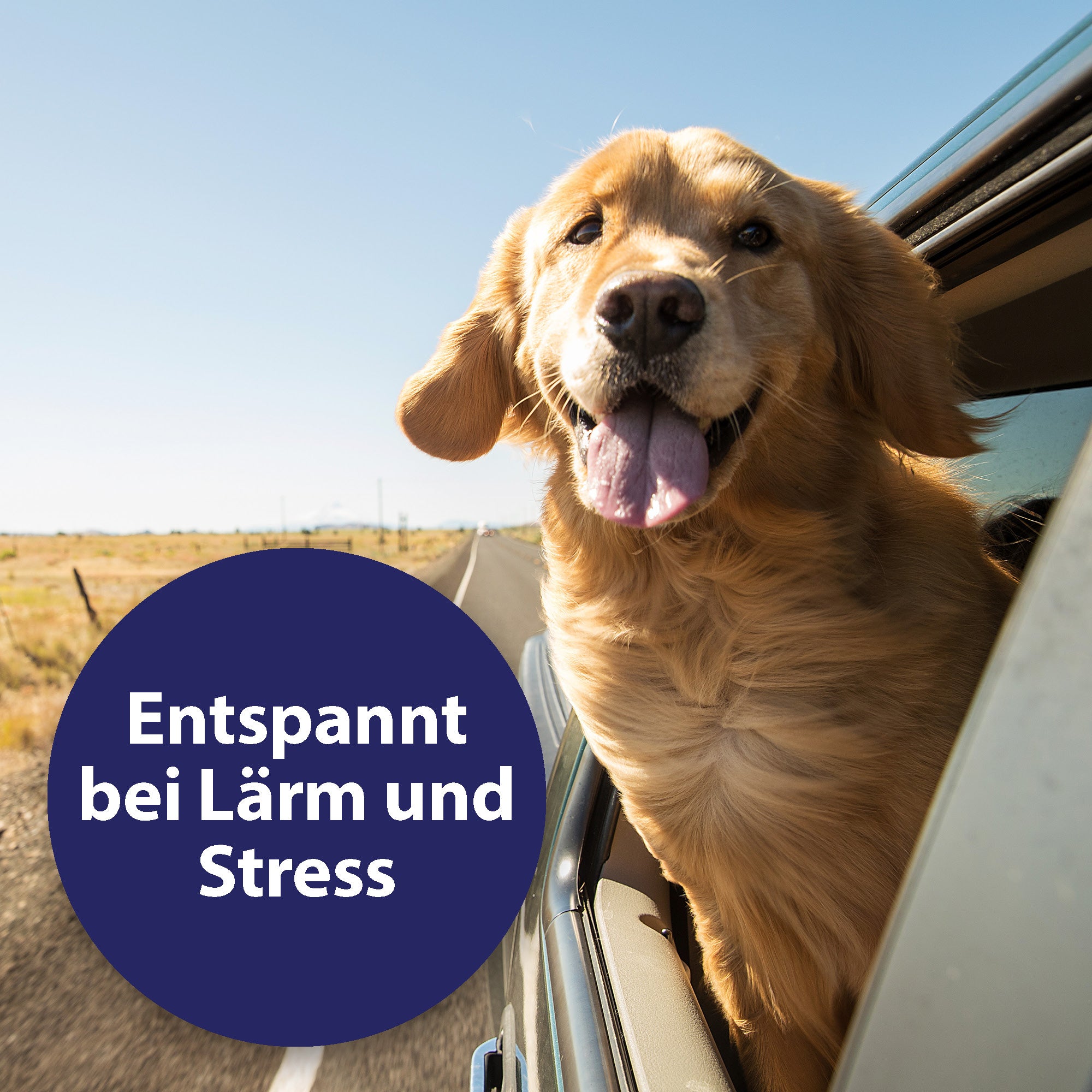 Hund guckt aus Auto - Entspannt bei Lärm und Stress