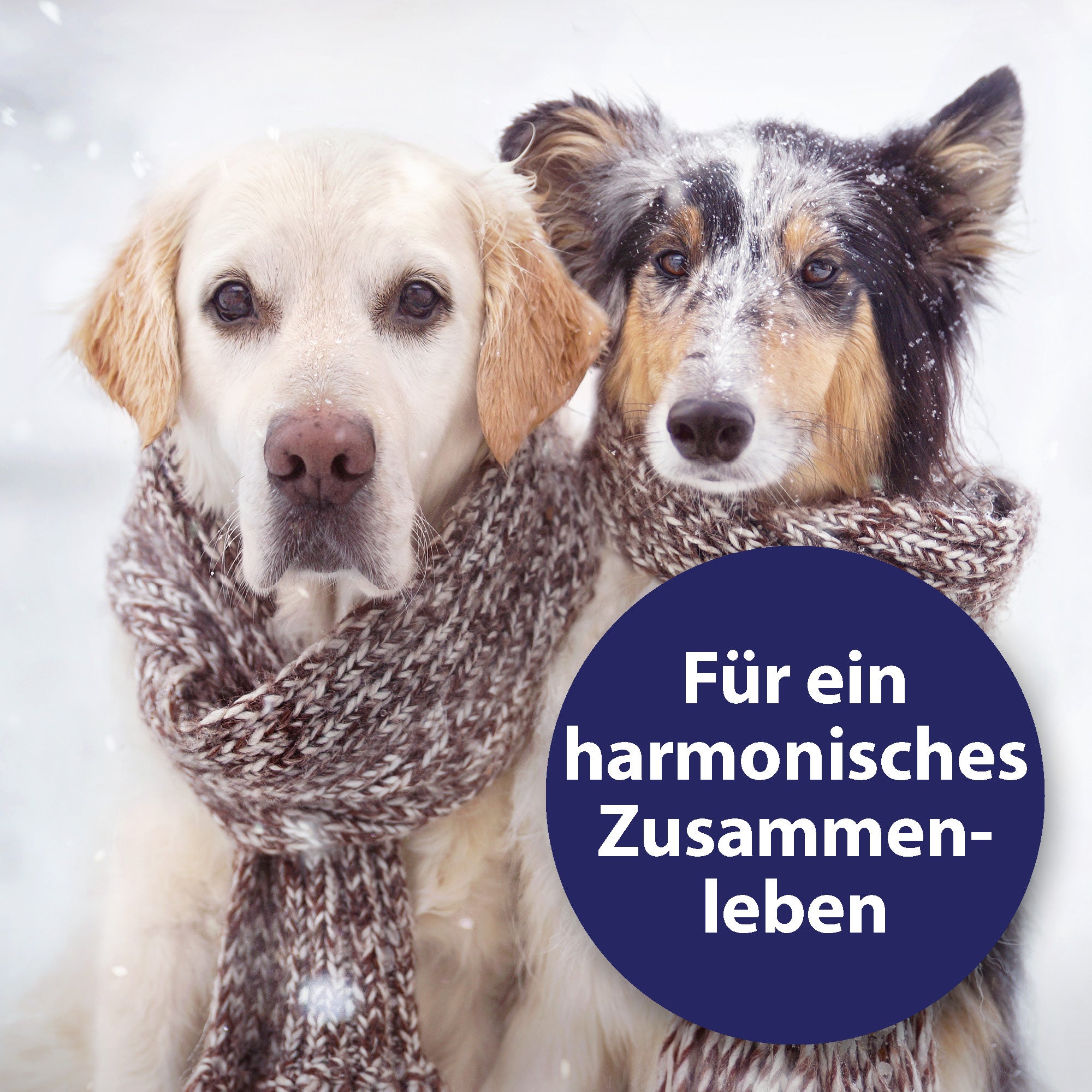 Zwei Hunde sitzen im Schnee mit Schal umgelegt - Für ein harmonisches Zusammenleben