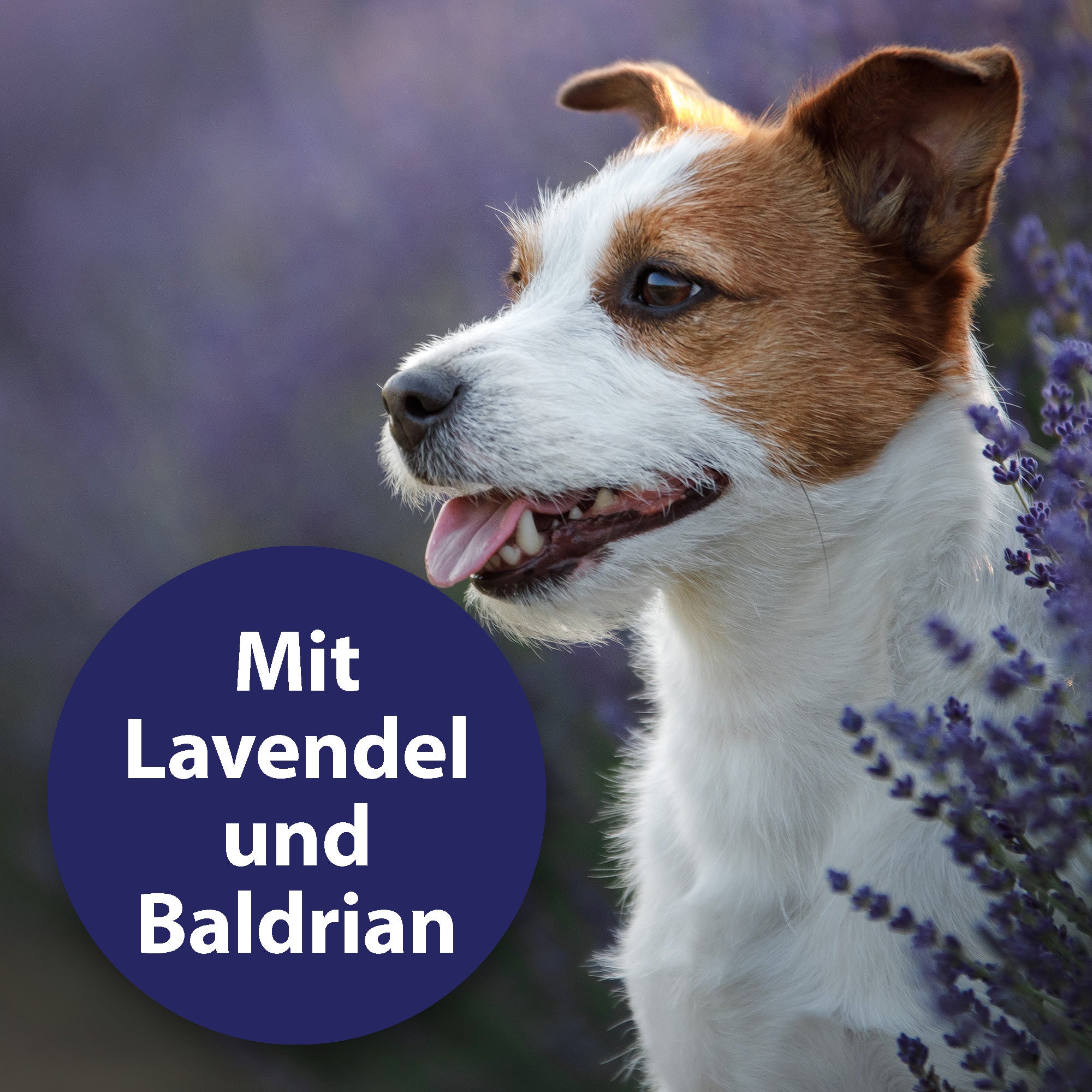 Hund sitzt im Lavendel Feld - Mit Lavendel und Baldrian