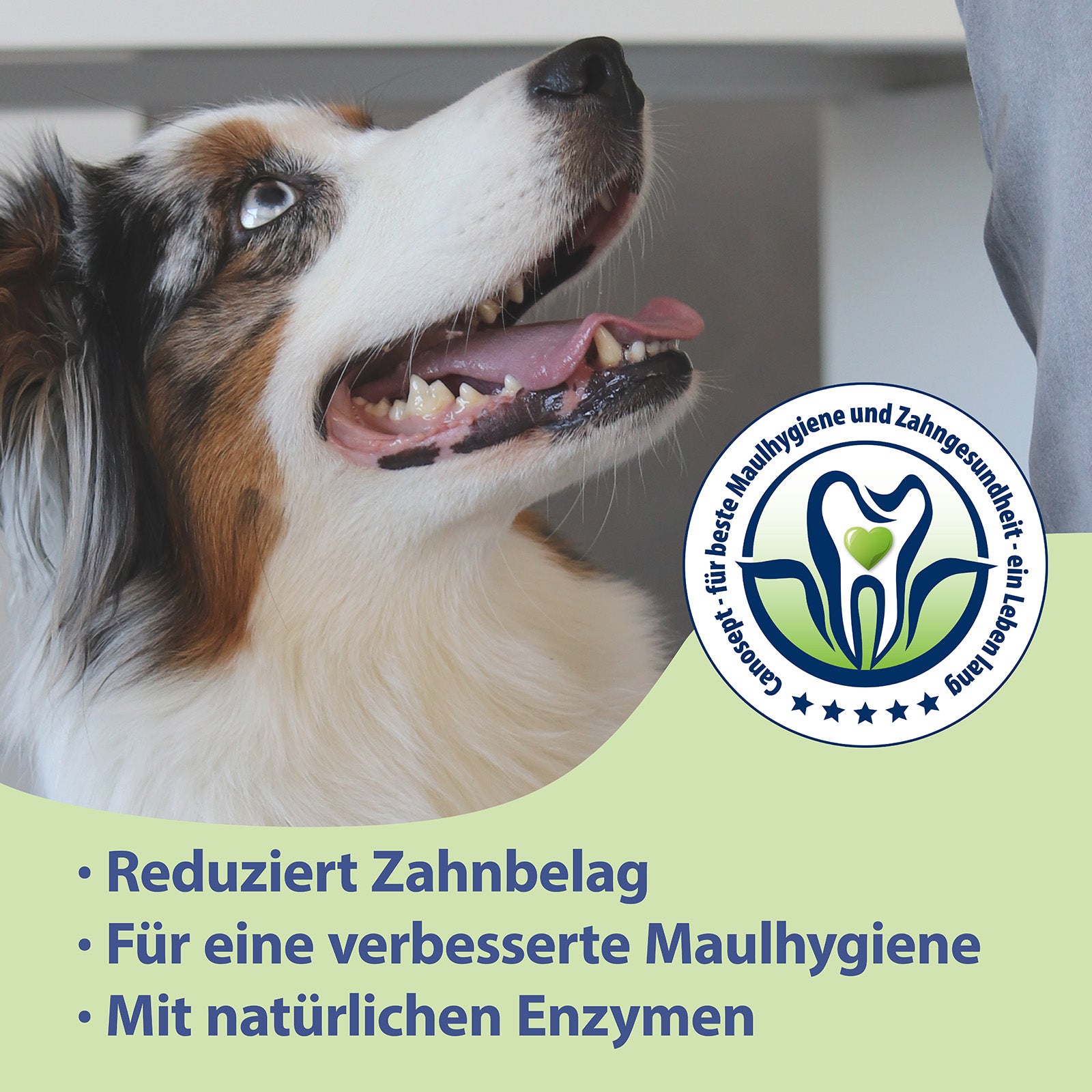 Hund lächelt zur Seite - Für ein strahlendes Hundelächeln