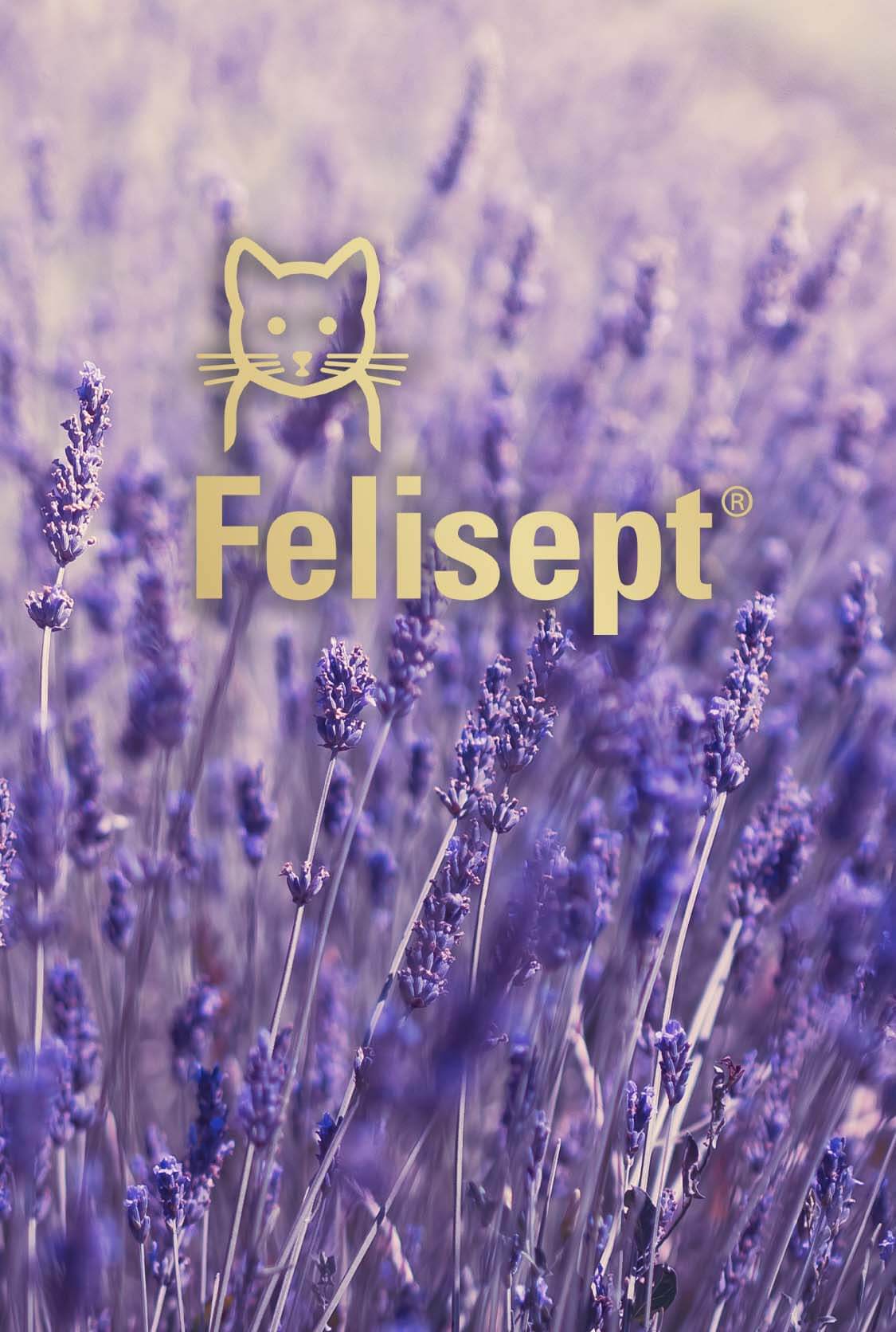 Felisept Header Katzenberuhigung