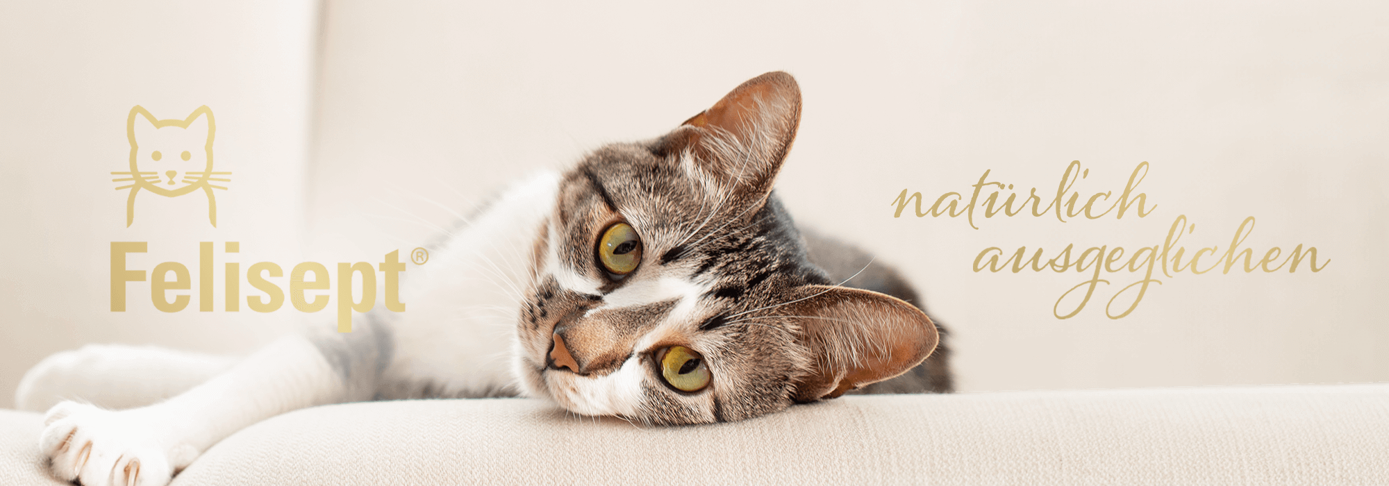 Liegende Katze mit Felisept Logo und Text "natürlich ausgeglichen"