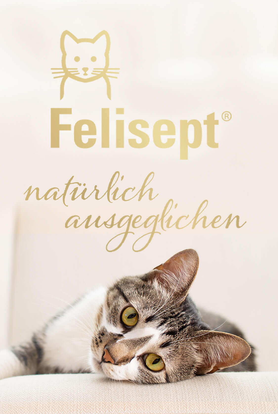 Liegende Katze mit Felisept Logo und Text "natürlich ausgeglichen"