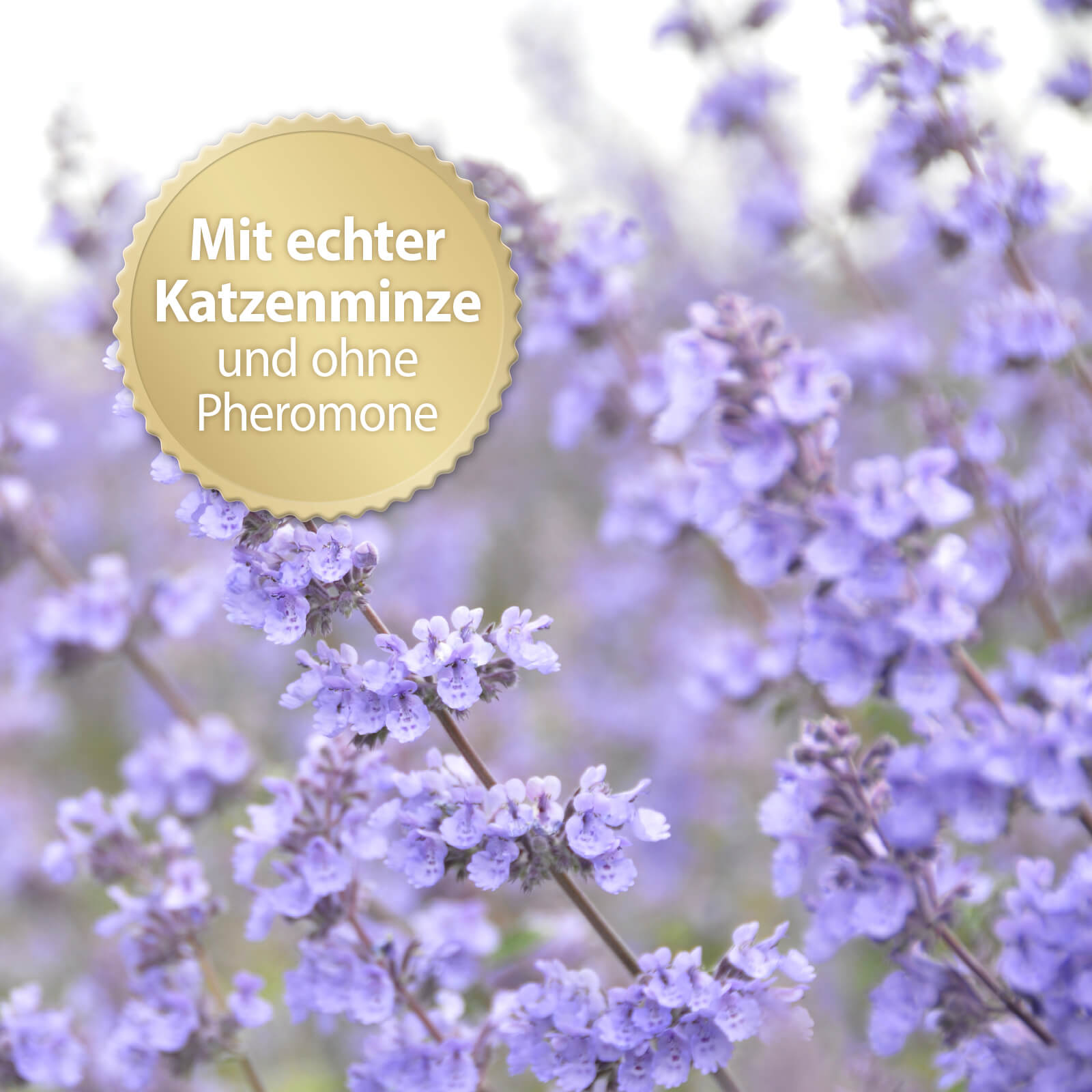 Mit echter Katzenminze und ohne Pheromone