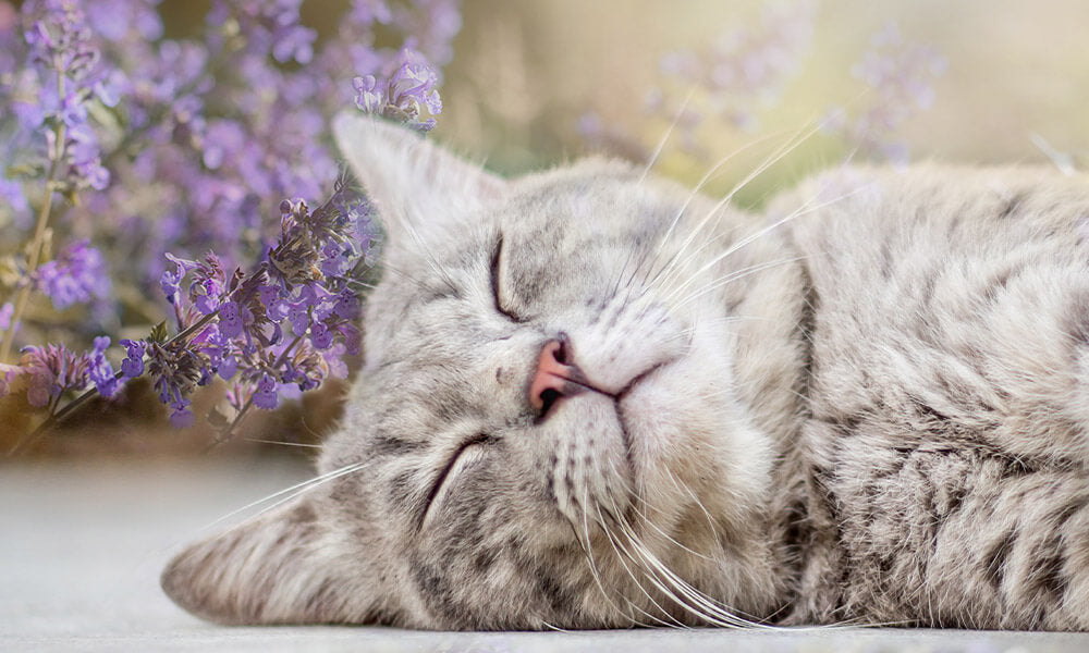 Felisept Kategorie Katzenberuhigung Katzenminze