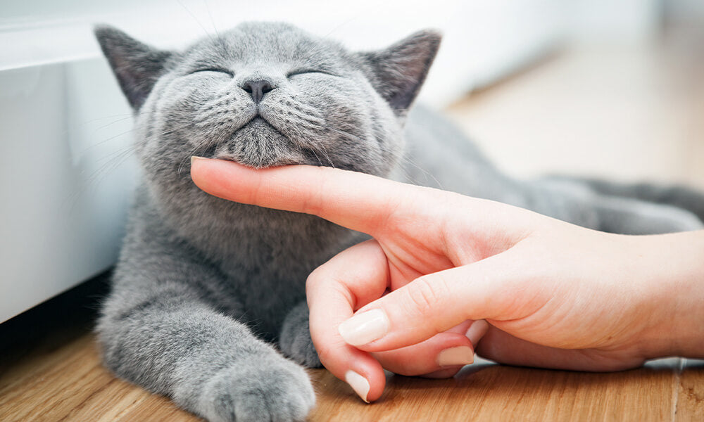 Felisept Kategorie Katzenpflege
