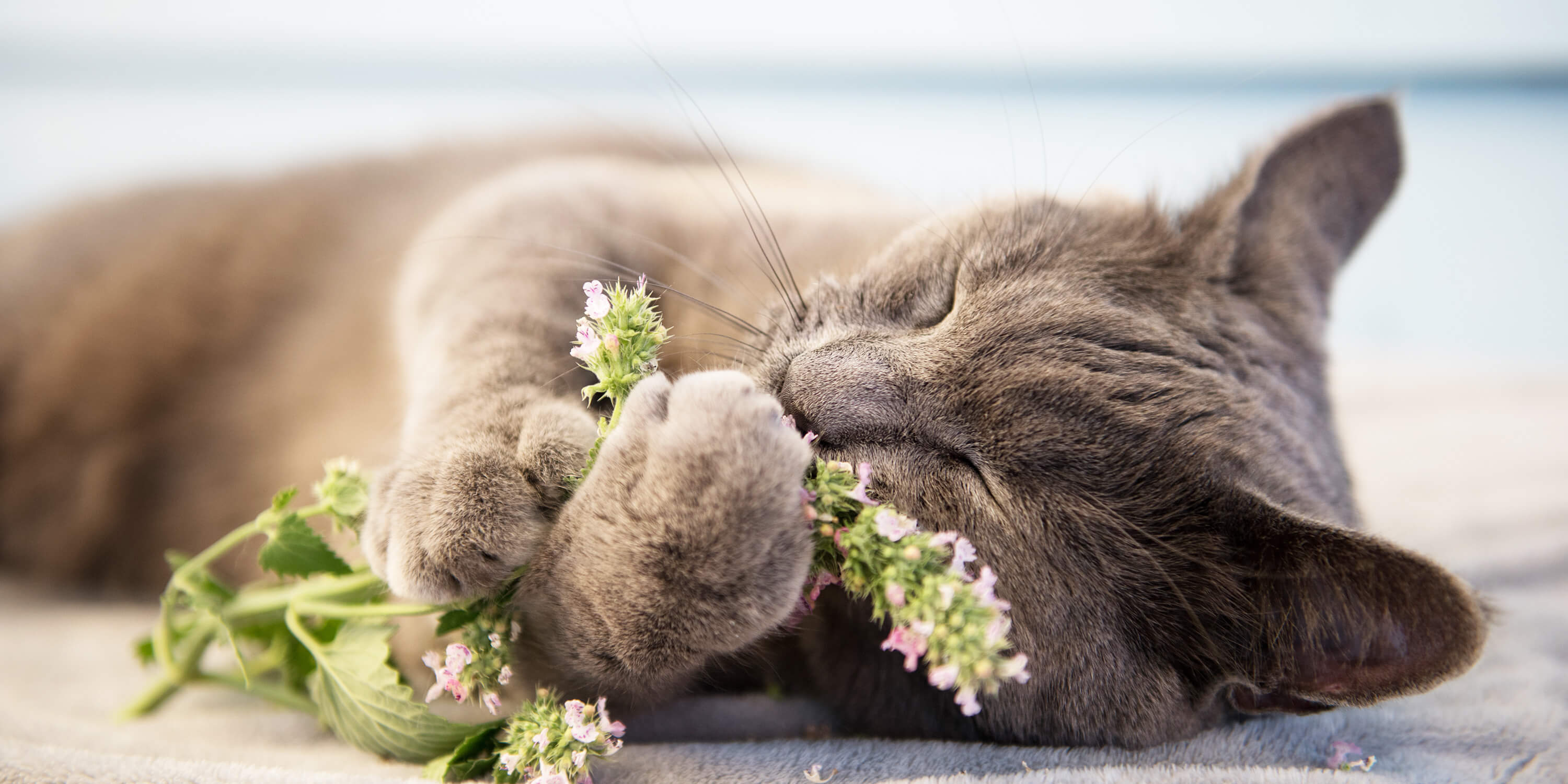 Katze mit Katzenminze im Arm