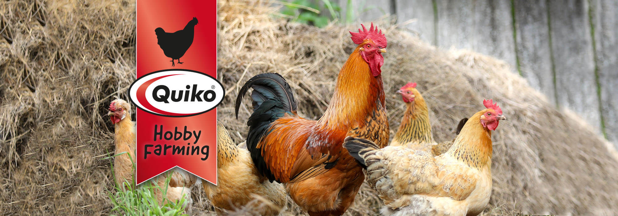 Hühner im Stall mit Quiko Hobby Farming Logo