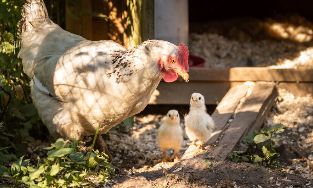 Quiko Hobby Farming Kategorie Vital