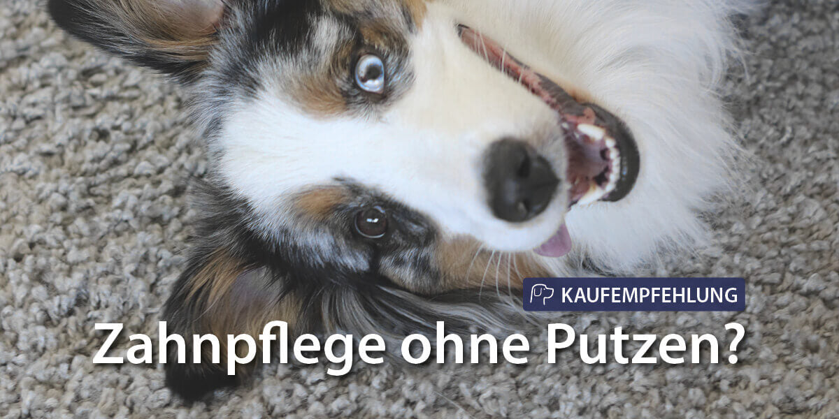 Hund liegt auf Teppich - Zahnpflege ohne Putze Kaufempfehlung