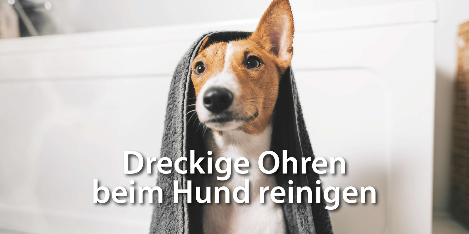 Hund hat Handtuch über dem Kopf und ein Ohr schaut raus - Dreckige Ohren beim Hund reinigen