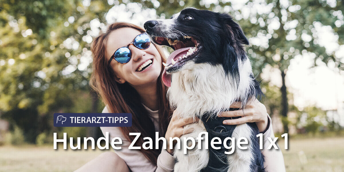 Strahlendes Hundegebiss mit Frauchen - Tierarzt Tipps zur Hunde Zahnpflege