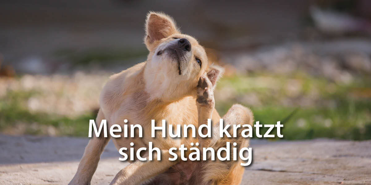 Hund kratzt sich am Ohr - Mein Hund kratzt sich ständig