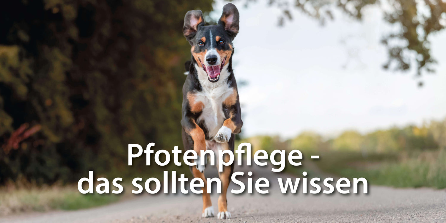 Hund rennt über Straße - Pfotenpflege-das sollten Sie wissen