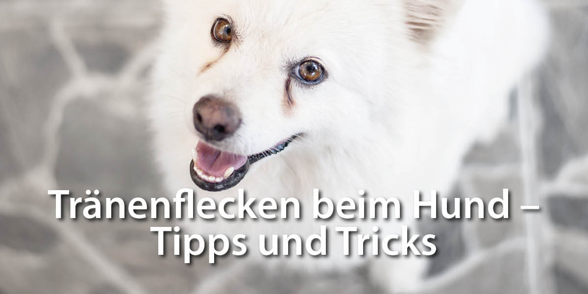 Tränenflecken beim Hund - Tipps und Tricks