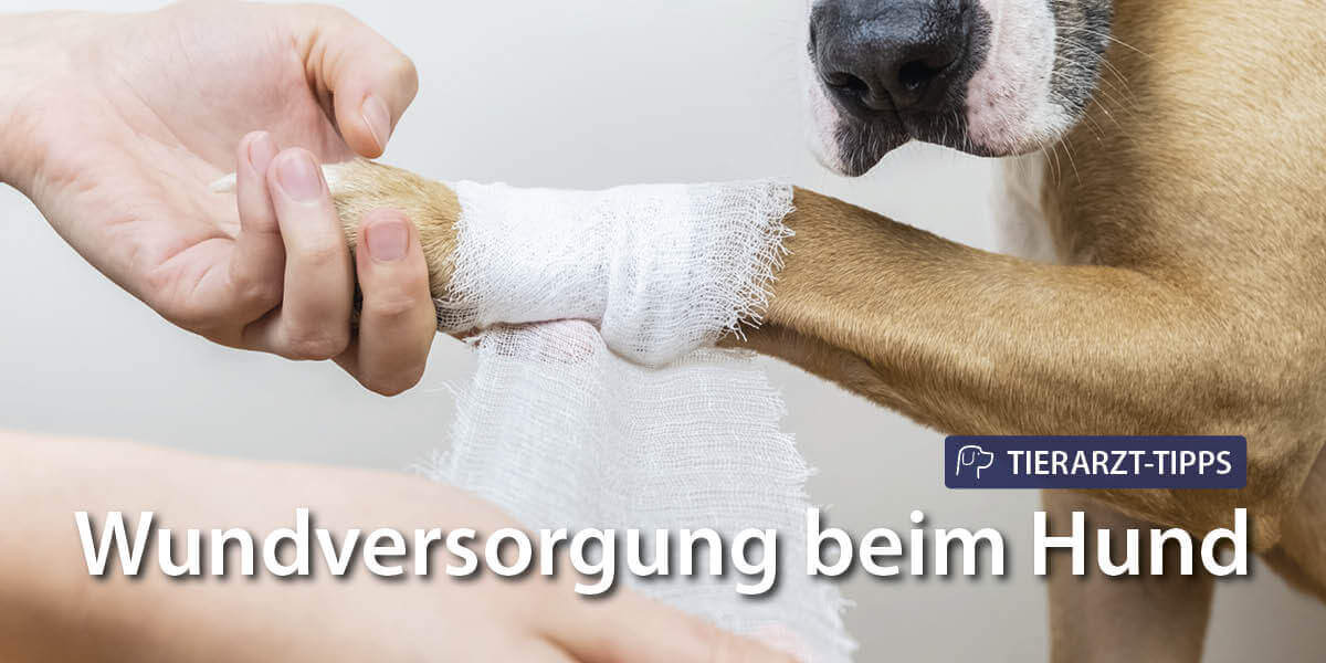 Hund hat Verband am Bein - Tierarzt Tipps zur Wundversorgung beim Hund
