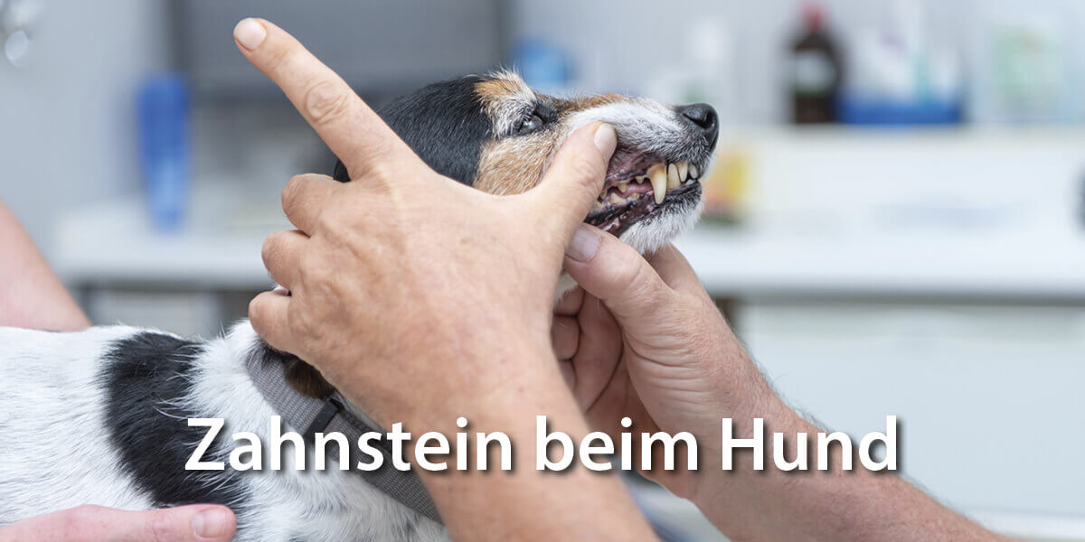 Hund hat Zahnstein - Zahnstein beim Hund