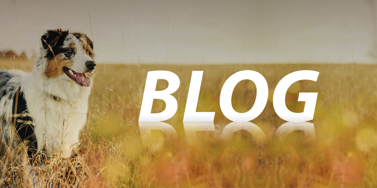 Hund im Getreidefeld mit Text "Blog"