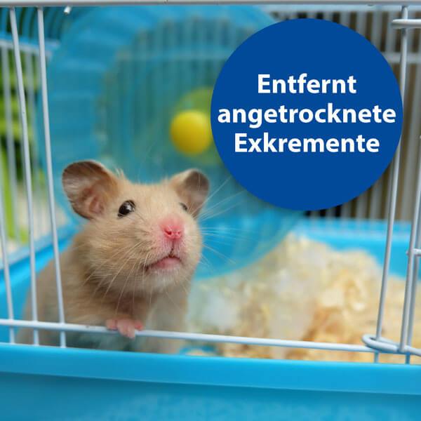 Heller Hamster guckt aus Kleintierkäfig - Entfernt angetrocknete Exkremente