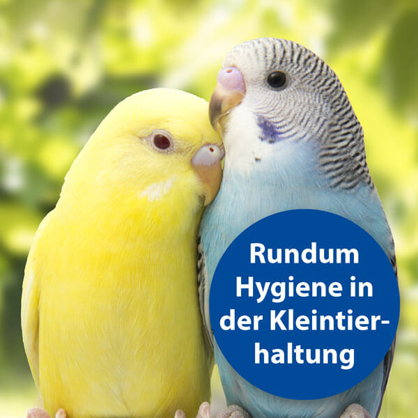 Gelber und blauer Vogel sitzen nebeneinander - Rundum Hygiene in der Kleintierhaltung
