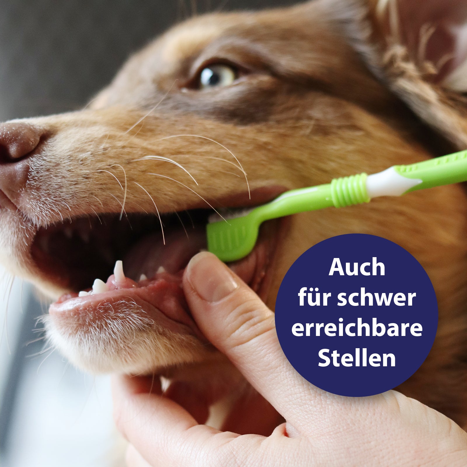 Hund bekommt Zähne geputzt mit Zahnbürste - Auch für schwer erreichbare Stellen