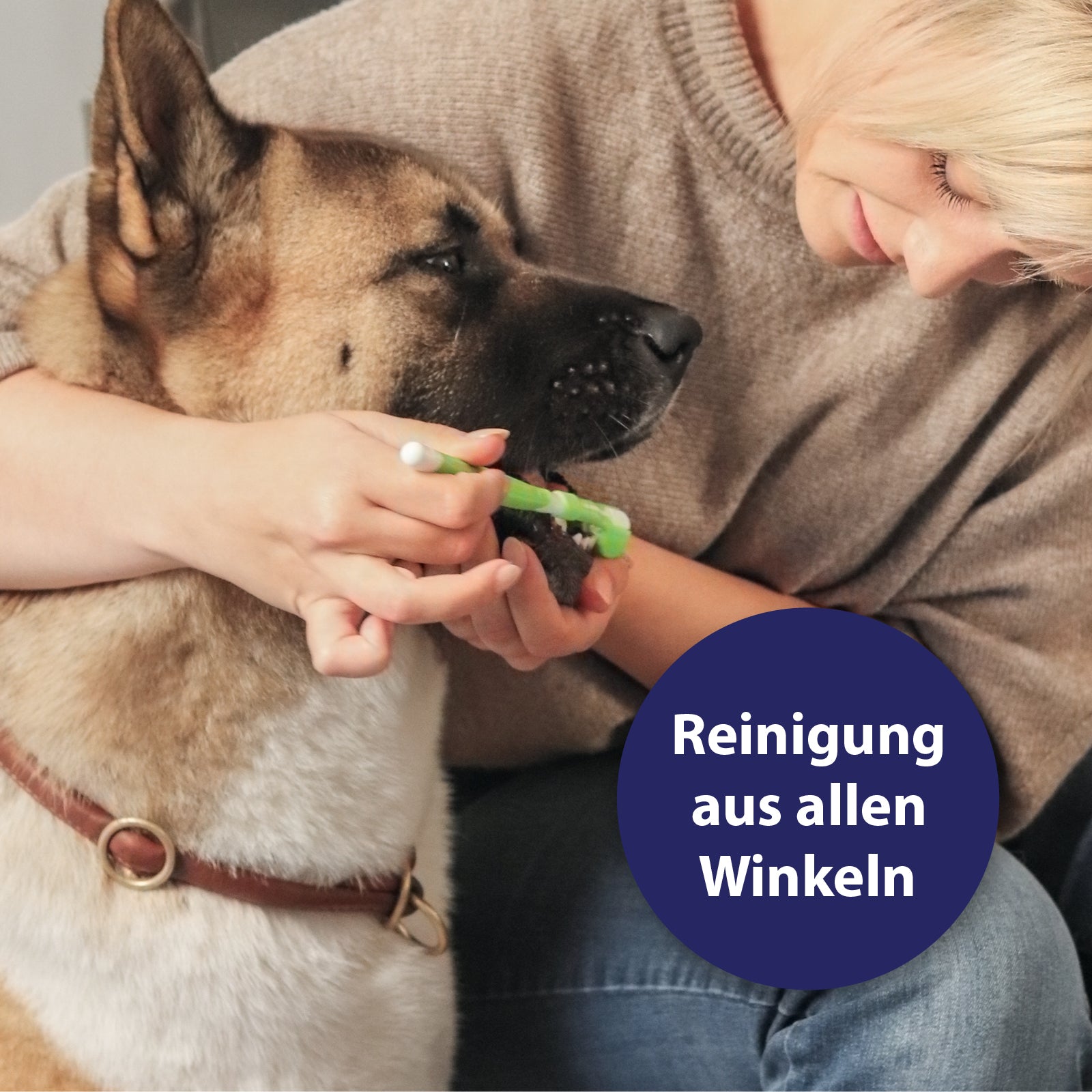 Hund bekommt Zähne mit Zahnbürste geputzt - Reinigung aus allen Winkeln