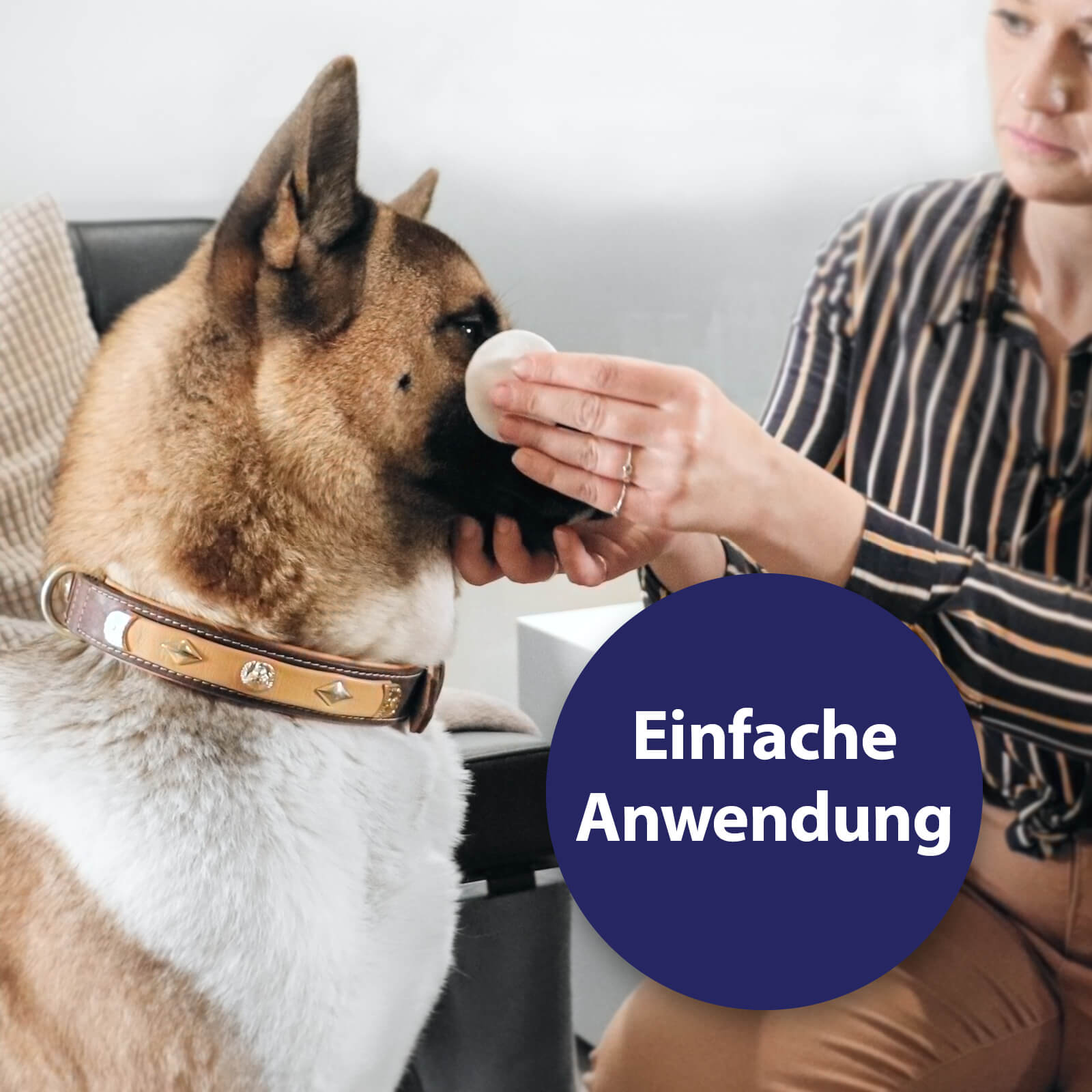 Hund werden Augen mit Pads gereinigt - Einfache Anwendung