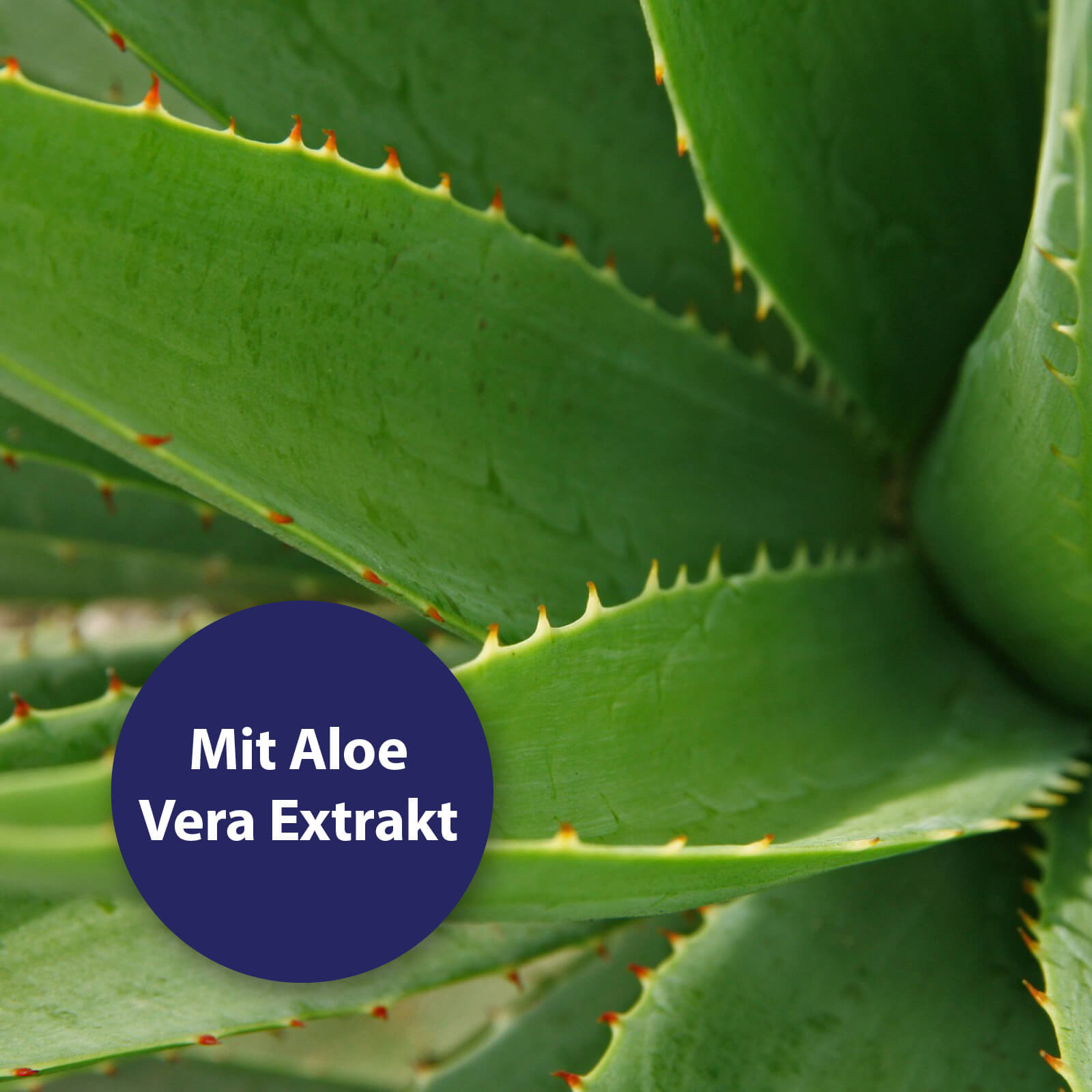 Aloe Vera Pflanze - Mit Aloe Vera Extrakt