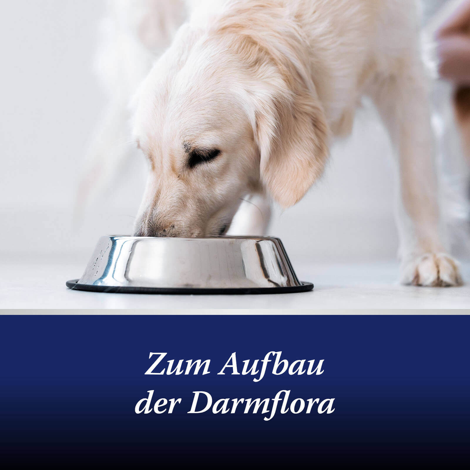 Hund frisst aus Napf - Zum Aufbau der Darmflora