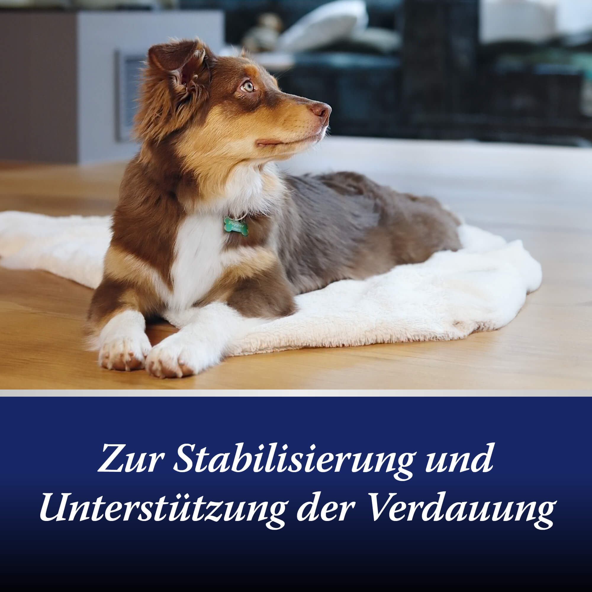 Hund liegt auf Teppich - Zur Stabilisierung und Unterstützung der Verdauung