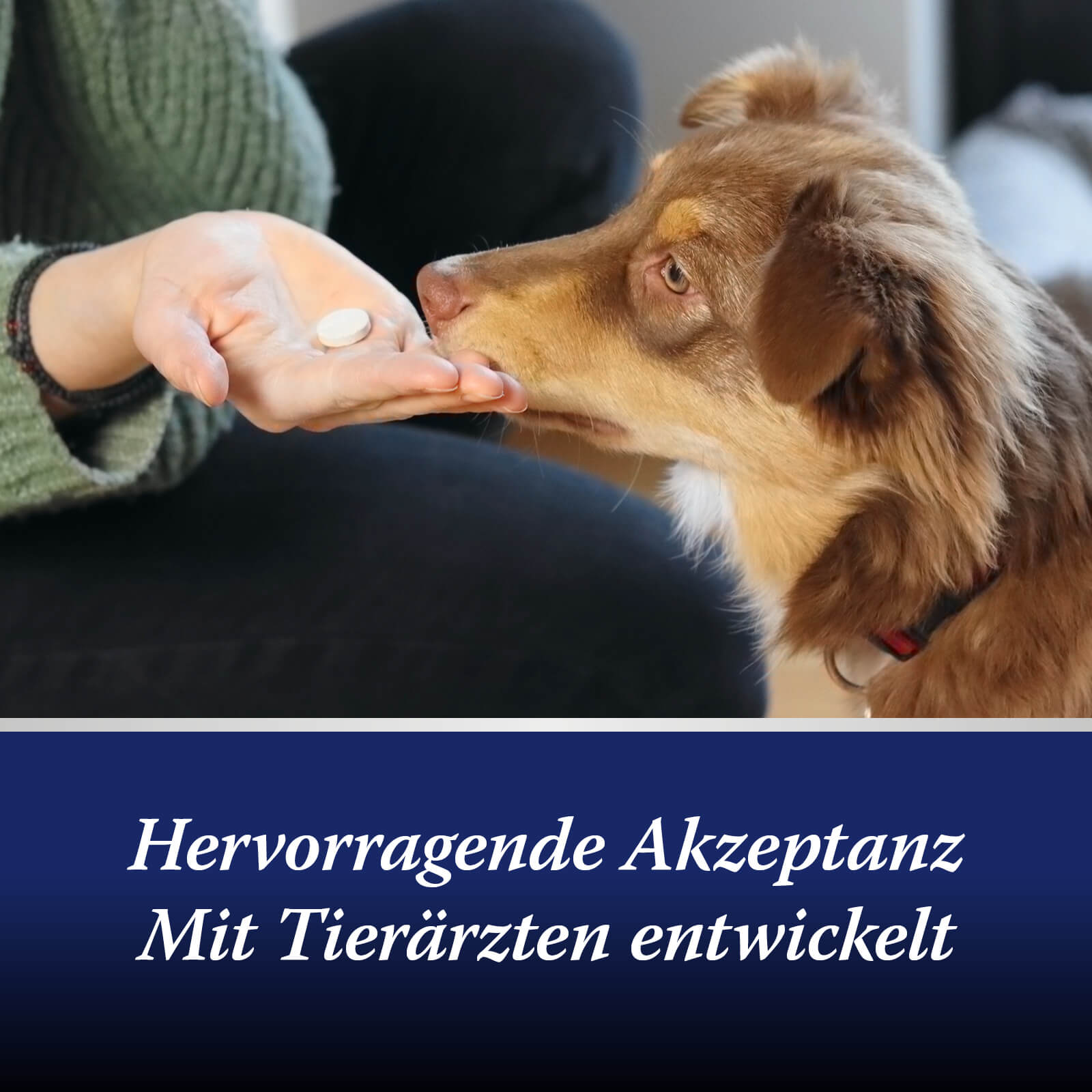 Hund frisst Darmflora Tablette - Hervorragende Akzeptanz, Mit Tierärzten entwickelt