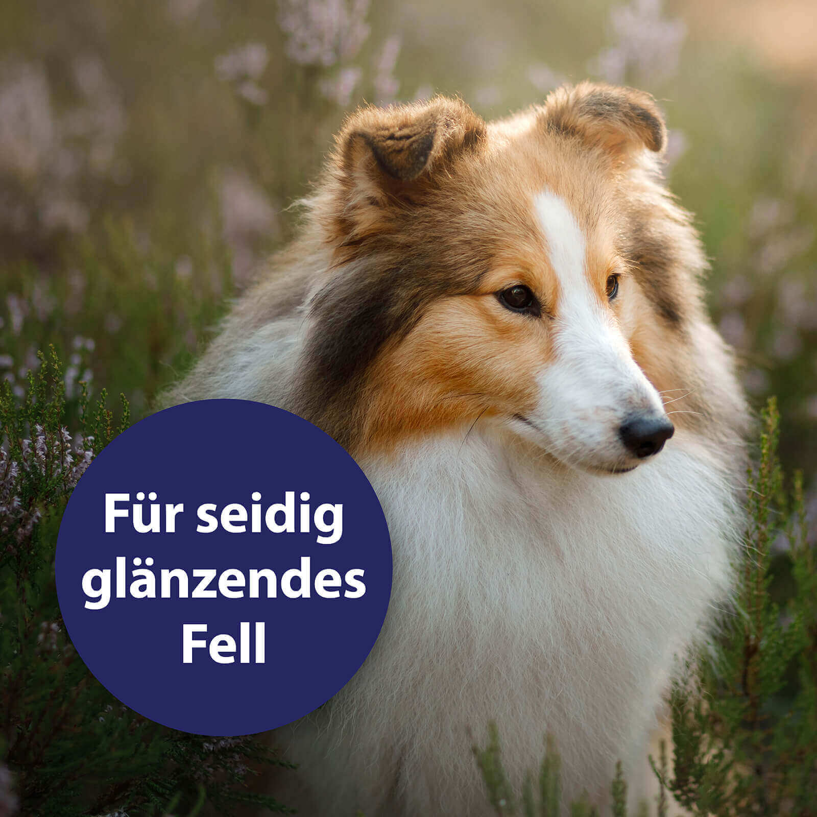 Hund sitzt auf Wiese - Für seidig glänzendes Fell 