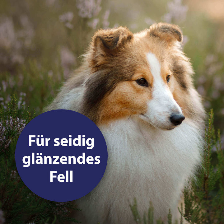Hund sitzt auf Wiese - Für seidig glänzendes Fell 
