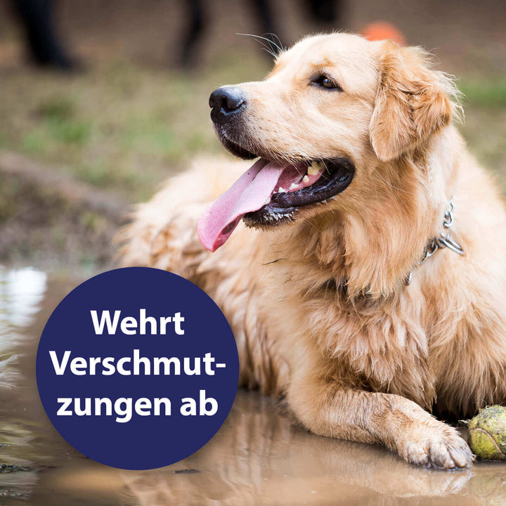 Hund welzt sich in Pfütze - Wehrt Verschmutzungen ab 