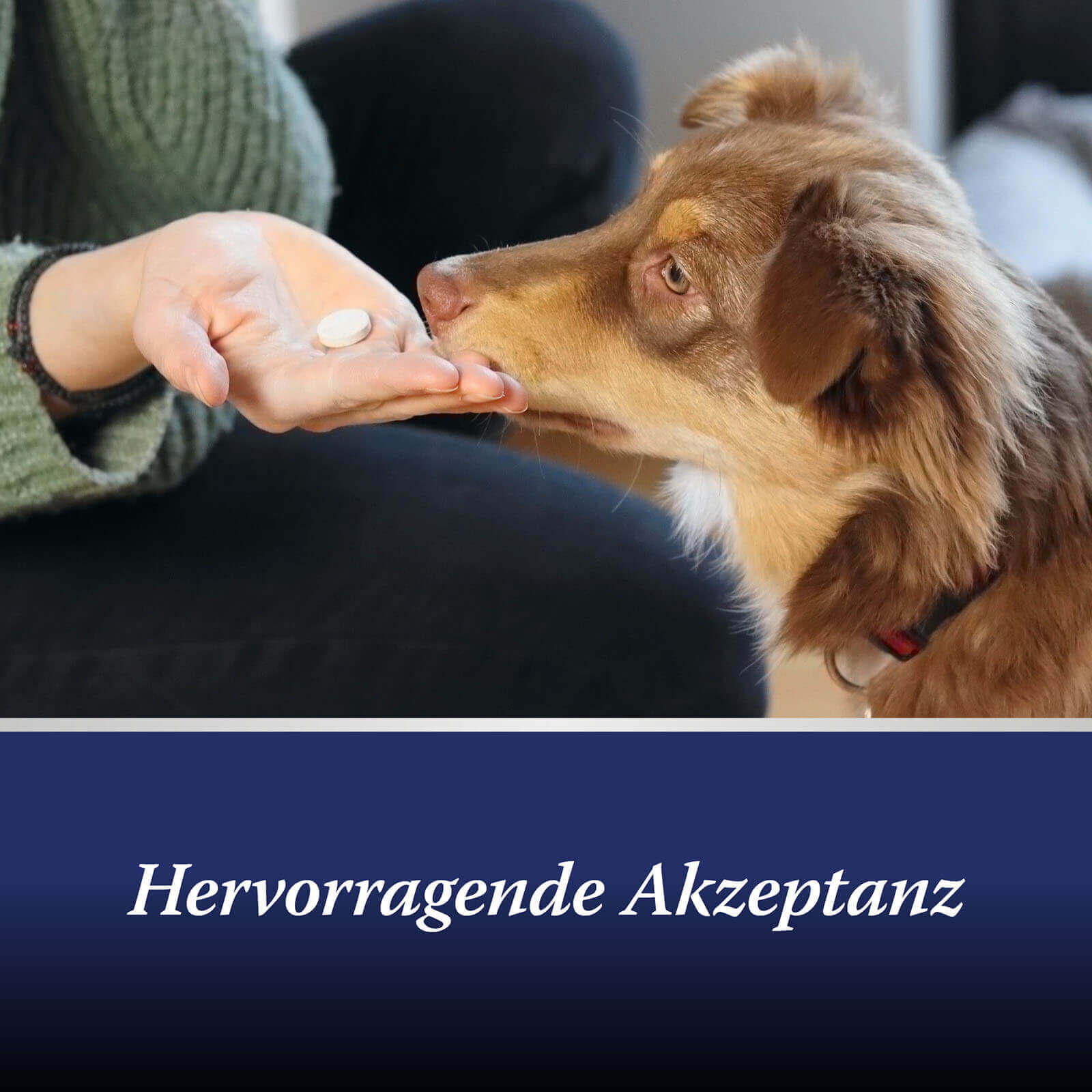 Hund frisst Canosept Gelenk Tablette aus der Hand - Hervorragende Aktzeotanz