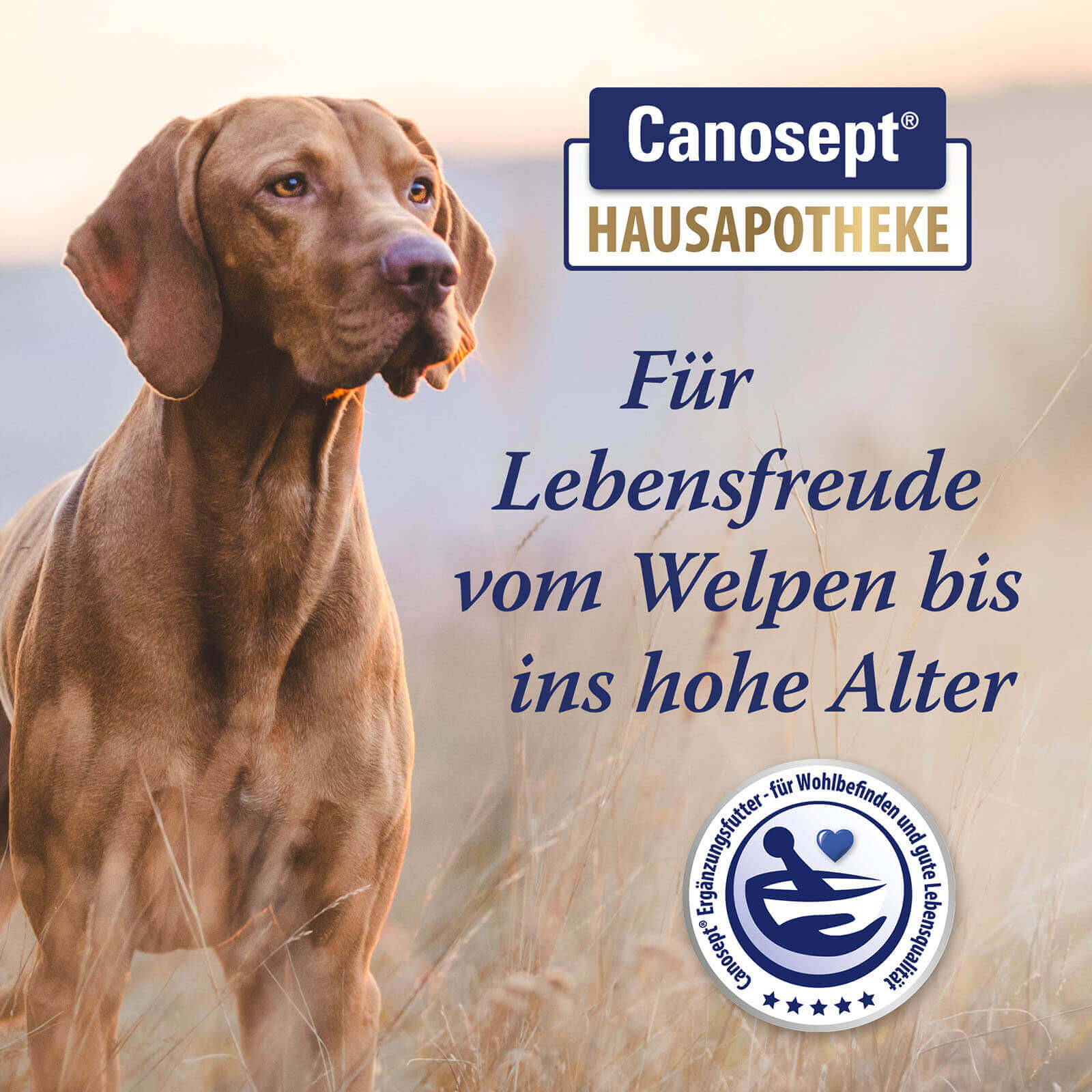 Canosept - Für Lebensfreude vom Welpen bis ins hohe Alter