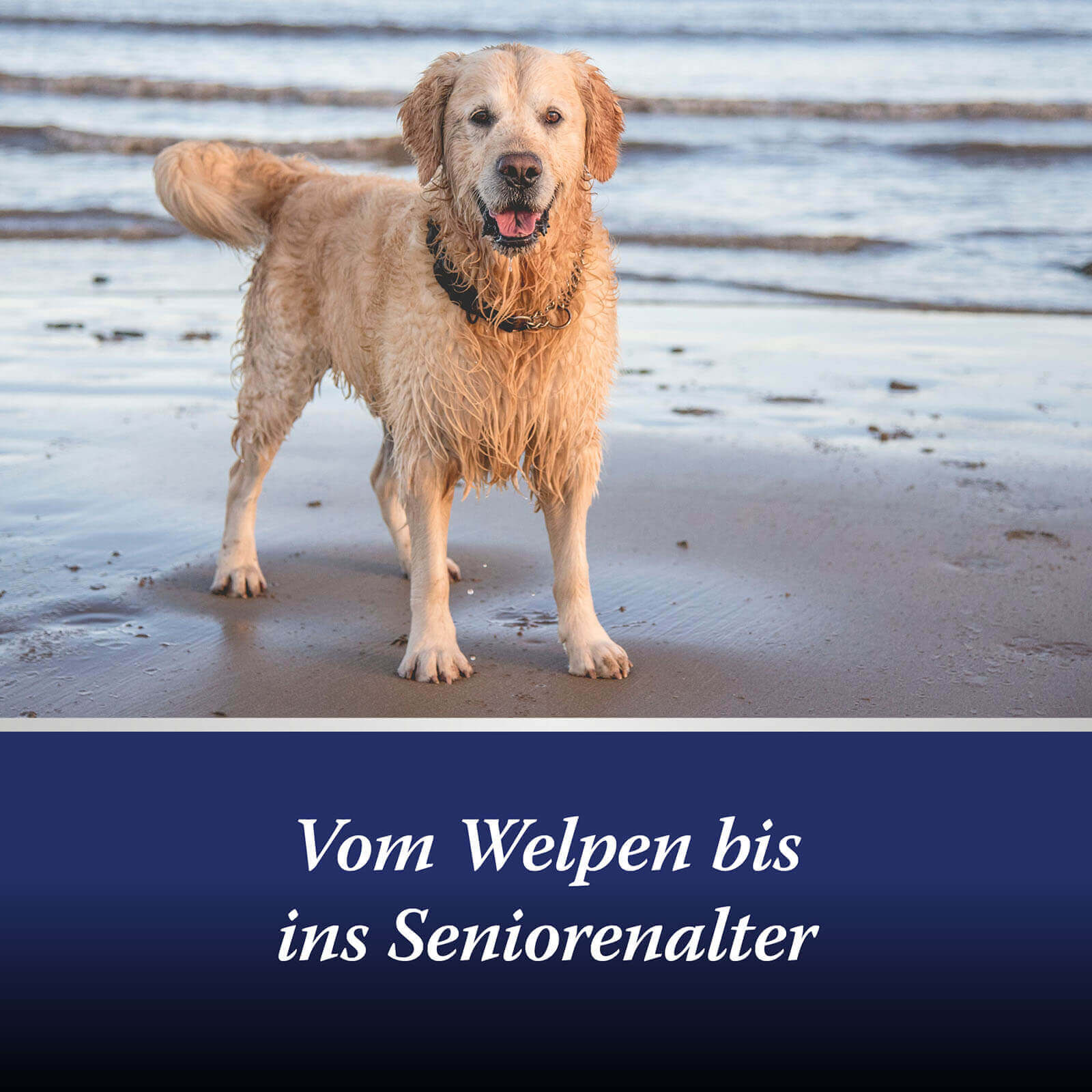 Hund steht nass am Strand - Vom Welpen bis ins Seniorenalter