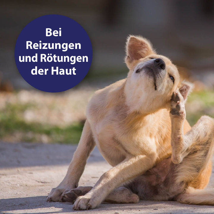 Hund kratzt sich am Ohr - Bei Reizungen und Rötungen