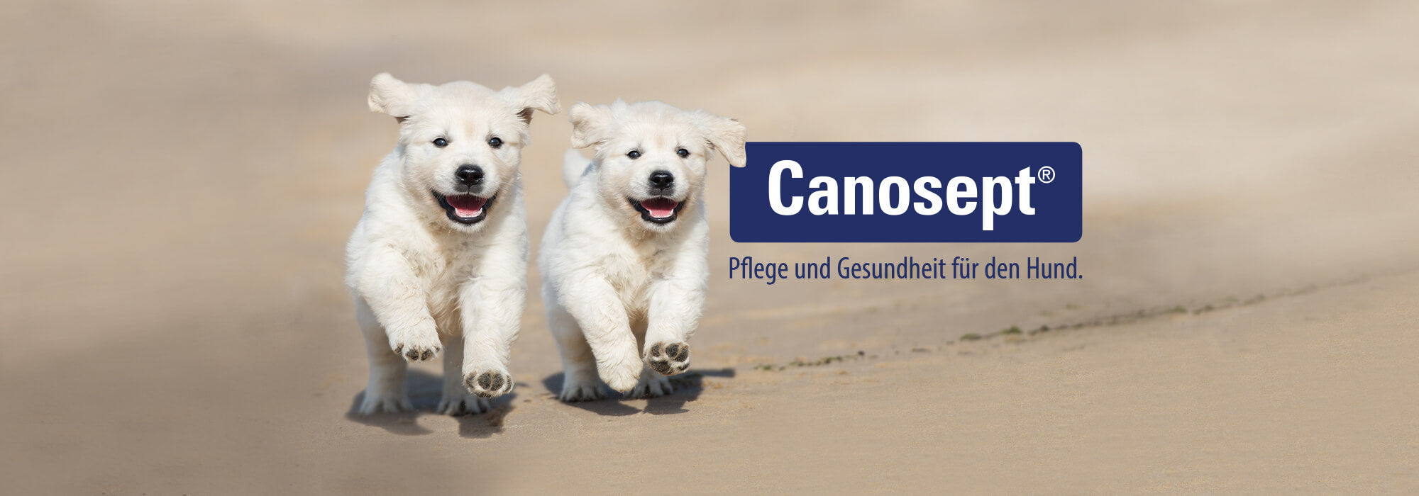 Canosept Header laufende Hunde am Strand