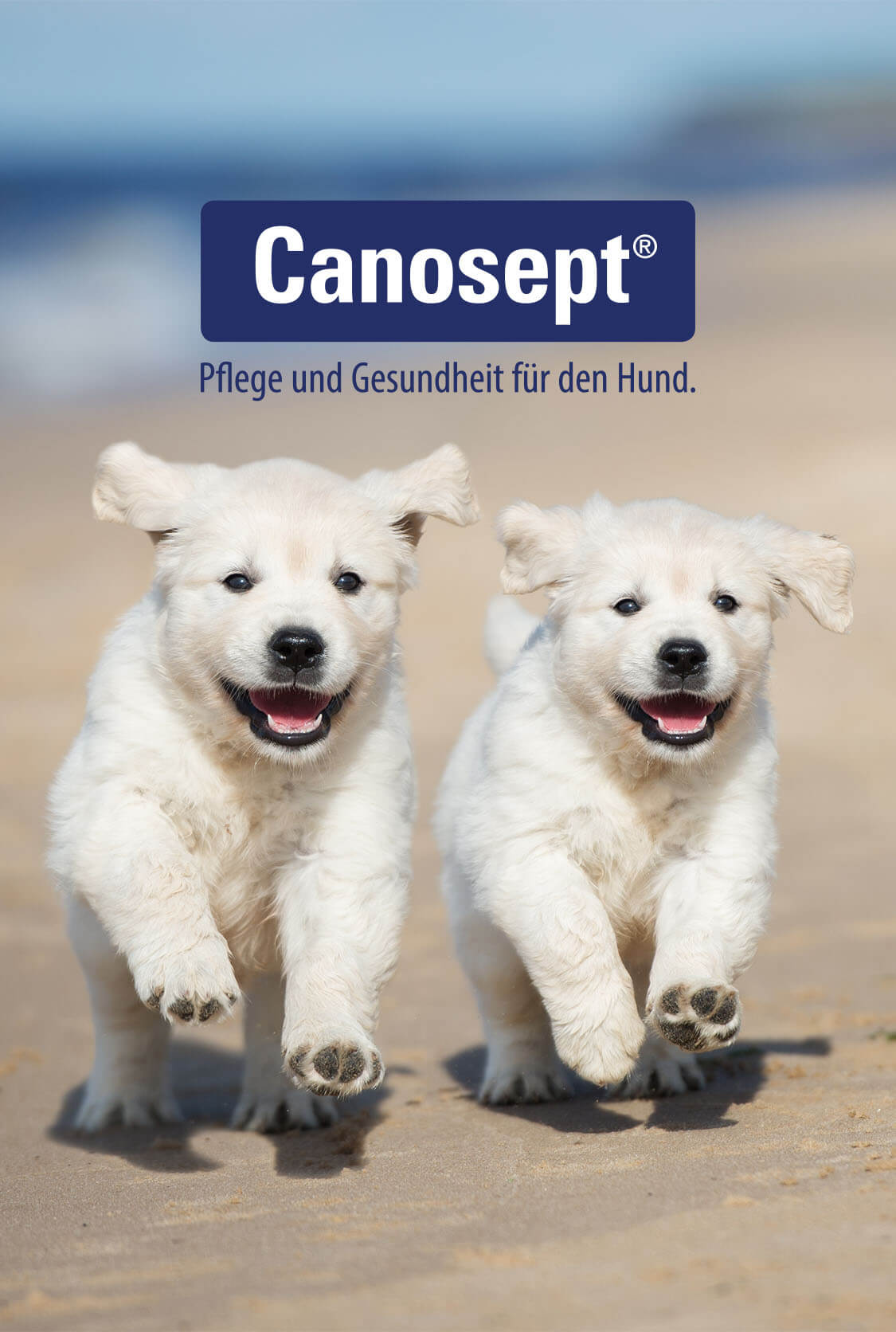 Canosept Header laufende Hunde am Strand