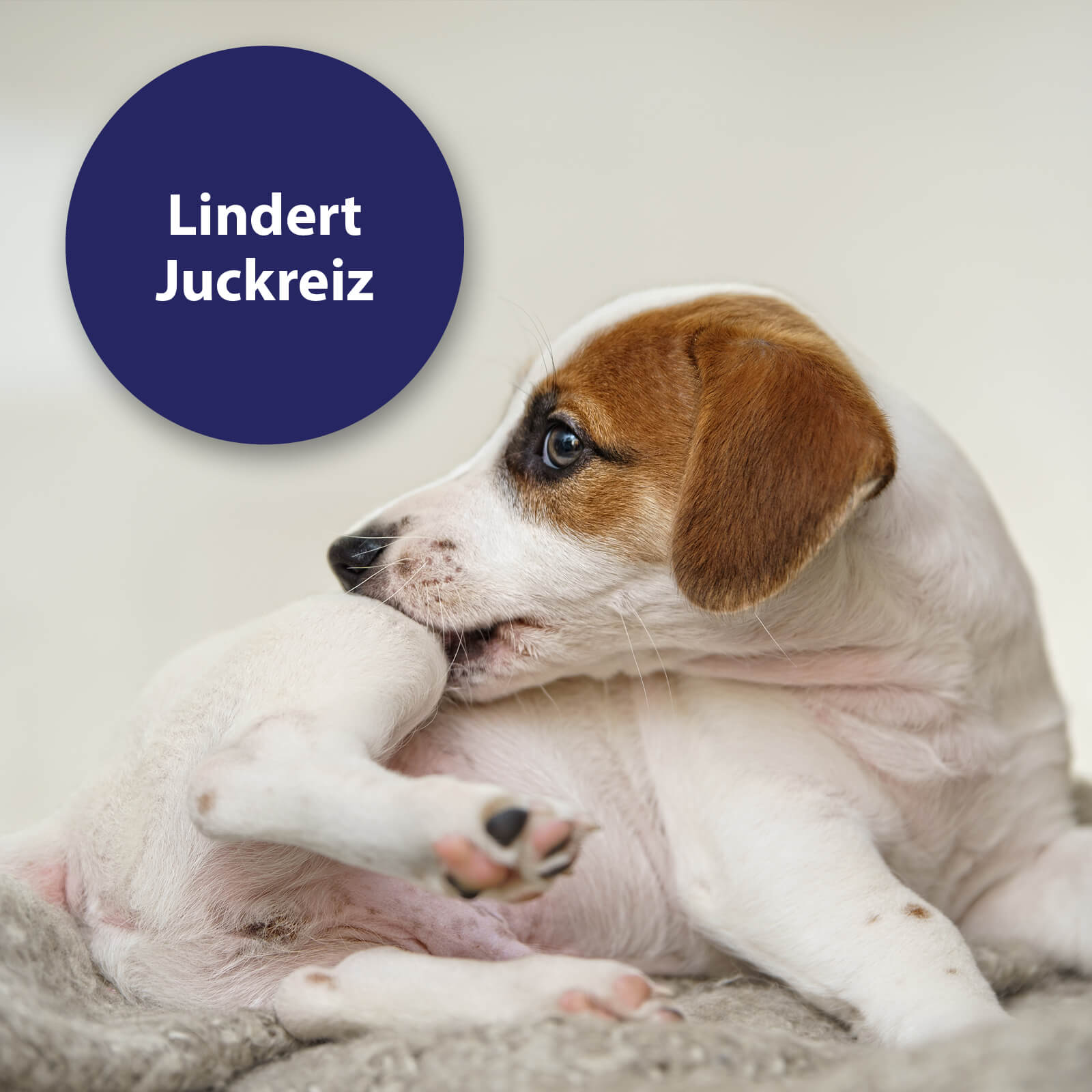 Hund, der sich ins Bein beißt - Lindert Juckreiz