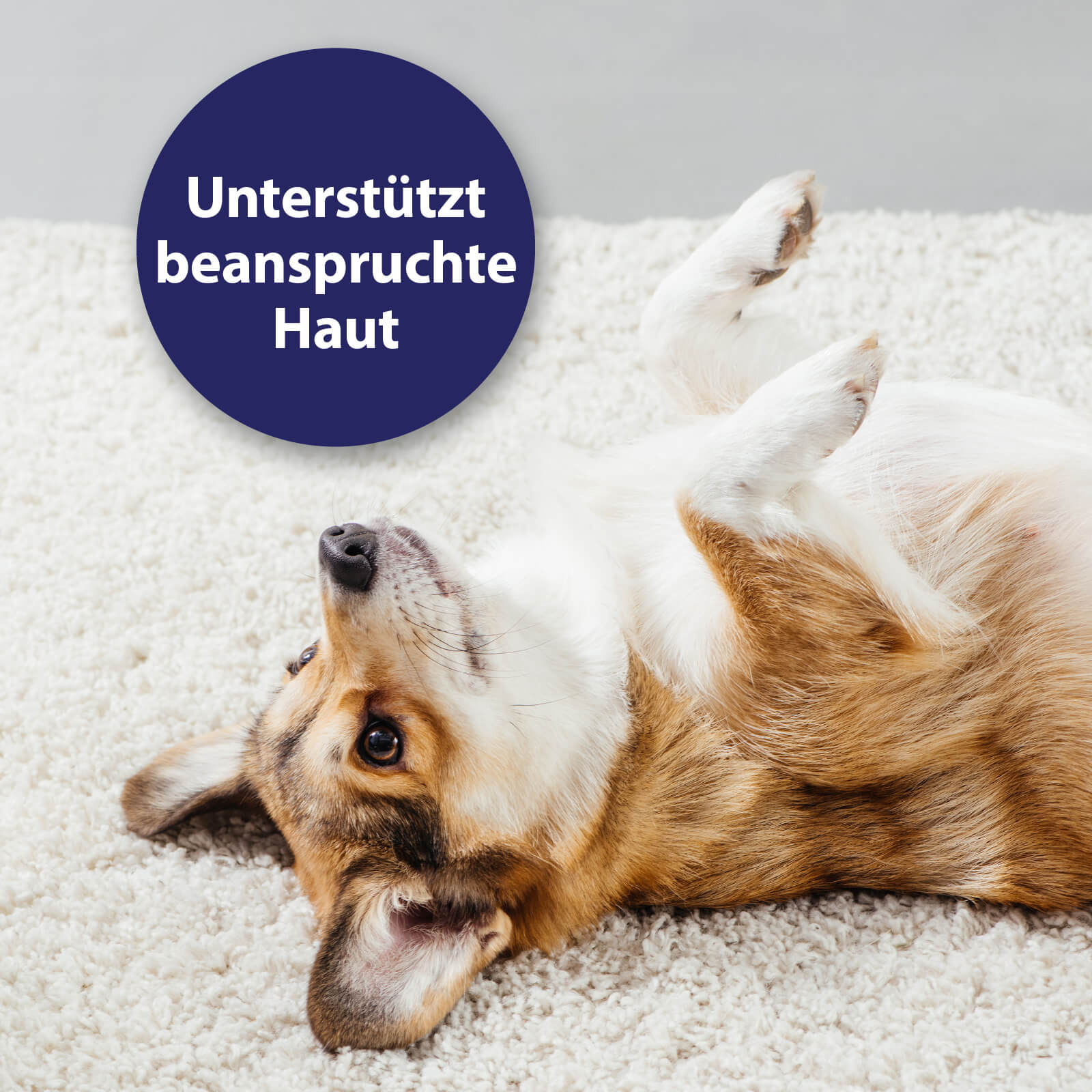 Hund, der auf dem Rücken liegt und Pfoten nach oben streckt - Unterstützt beanspruchte Haut