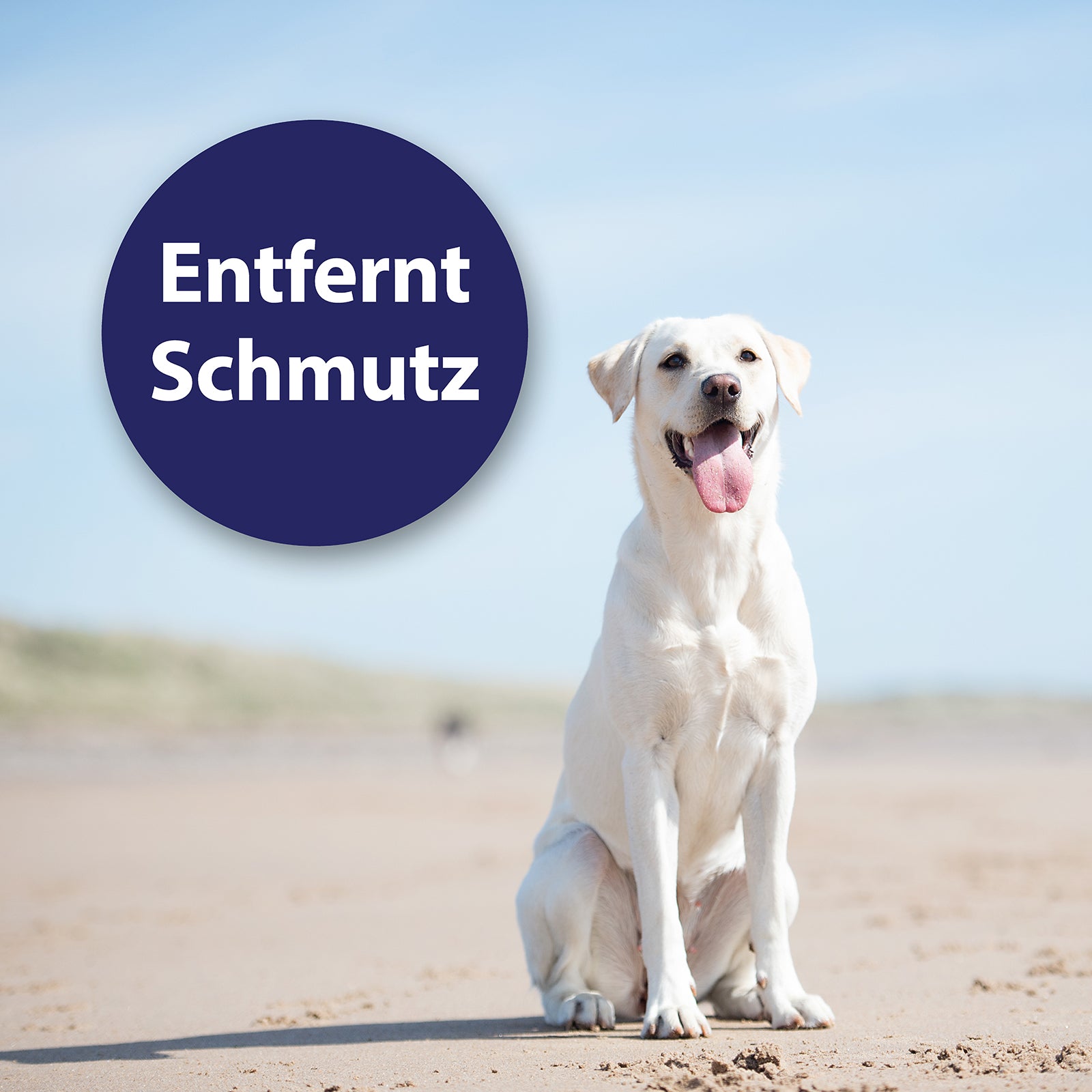 Hund sitzt am Strand - Entfernt Schmutz